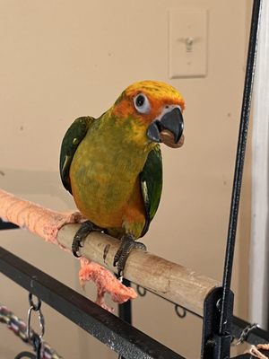 BIRDMAN'S PARROTS by null