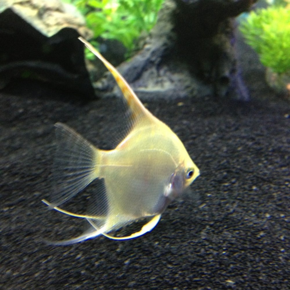 Vallejo Aquarium - Pet Stores Near Me - Vallejo, California Vallejo Aquarium - Pet Stores Near Me - Vallejo, California