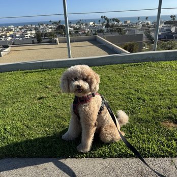 PJ Noah PetSalon - Costa Mesa - Haircut - Pet Groomers Near Me - Costa Mesa, California