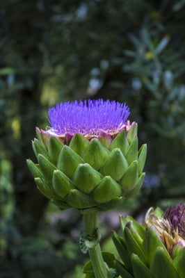 Trauttmansdorff Gärten by null