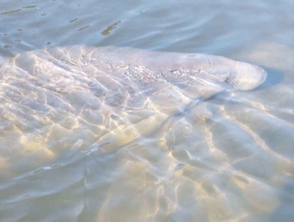 Dolphin Family Tours