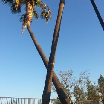In-N-Out Burger - In n out cross palm tree, X marks the  spot! - Fast Food Near Me - Glendora, California