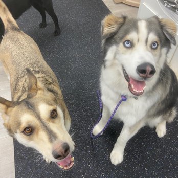 Pack Pawsitive - Happy pups! - Pet Training Near Me - Glendora, California