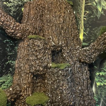 Cats & Crystals - Adorable cat tree decoration - Pet Adoption Near Me - Oceanside, California