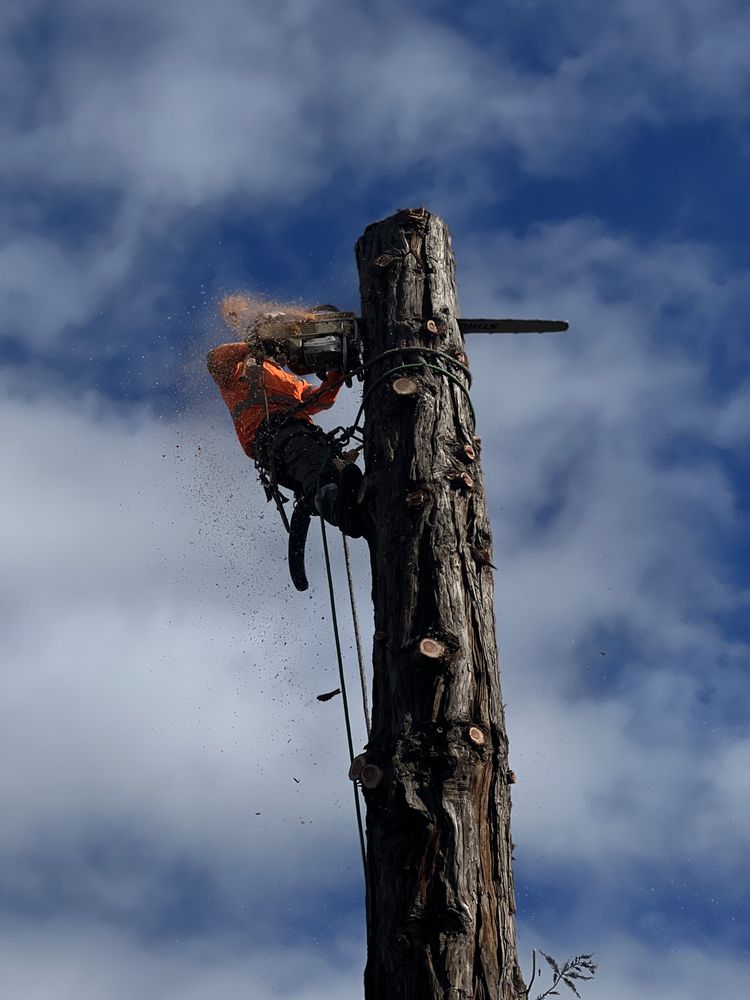 Galan Tree Service - tree service in San Jose, CA