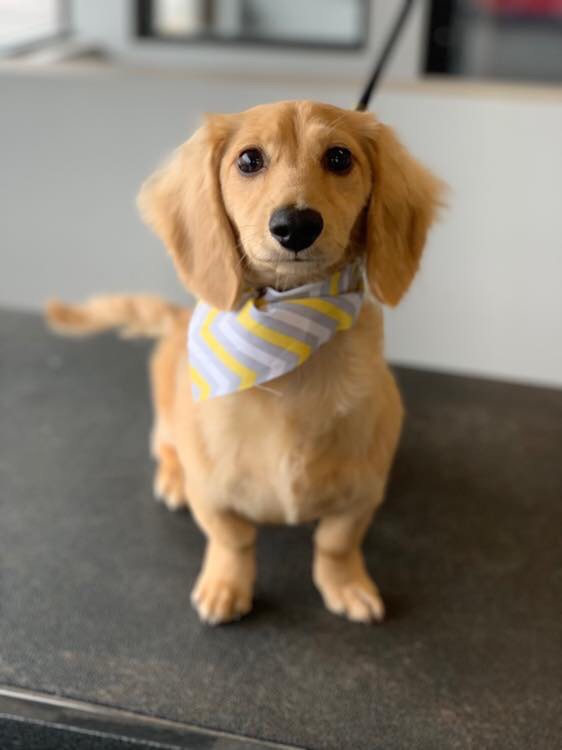 FETCH ON FRANKLIN Updated September 2024 10 Photos 1732 W