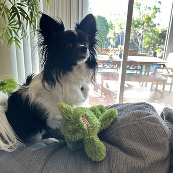 Nikki's Pet Spa - Oliver - Pet Groomers Near Me - Norco, California Nikki's Pet Spa - Oliver - Pet Groomers Near Me - Norco, California