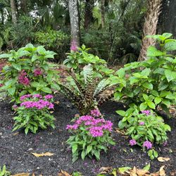 The Bushel Stop - Pentas & firespike