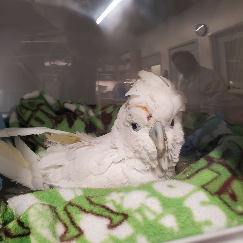 VEG ER for Pets - Baby (that's her name)... The day they saw her. - Emergency Pet Hospital Near Me - Encinitas, California