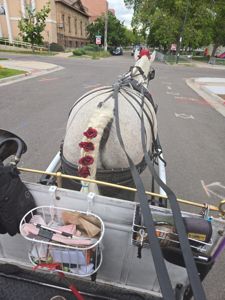 Occasional Carriages - equestrian in Denver, CO