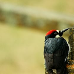The Bernal Adobe Site and Bear Tree - Acorn Woodpecker