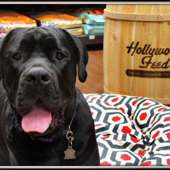Hollywood Feed - Pet Stores Near Me - Flowood, Mississippi Hollywood Feed - Pet Stores Near Me - Flowood, Mississippi