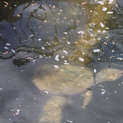 Mammoth Spring National Fish Hatchery - The alligator snapping turtle you can feed.