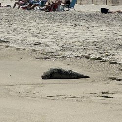 Tiana Beach - Seal