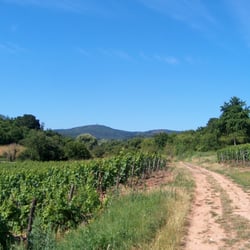Rundweg Leistadt - Berntal, Blick zurück