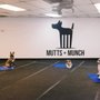 Photo of karlthedogtrainer