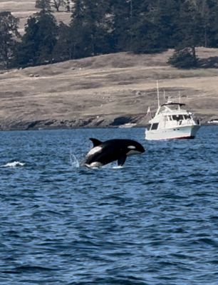 Western Prince Whale Watching Adventures by null