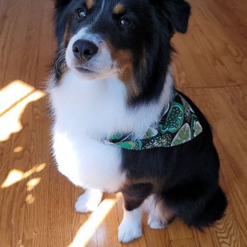 Poochie Barber - Pet Groomers Near Me - Oak Lawn, Illinois