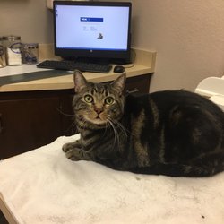 vca arden animal hospital