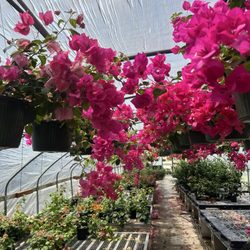 Snooper's Nursery - So pretty
