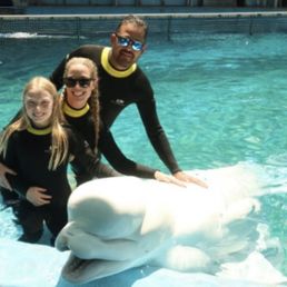 Beluga Whale experience Beluga Whale experience