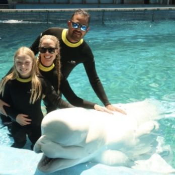 Aquatica San Antonio - Beluga Whale experience - Water Parks Near Me - San Antonio, Texas Aquatica San Antonio - Beluga Whale experience - Water Parks Near Me - San Antonio, Texas
