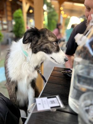 The Barking Dog Alehouse by null