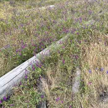 Folsom Lake - Wilting lupine flowers on Beek Bights - Recreation Centers Near Me - Pilot Hill, California