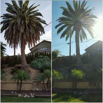 City Wide Landcare - Date Palm - before/after trimming fronds - Tree Services Near Me City Wide Landcare - Date Palm - before/after trimming fronds - Tree Services Near Me