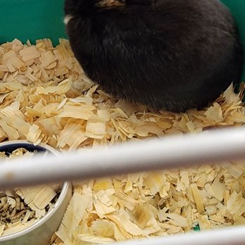 S & S Exotic Animals - Pet Stores Near Me - Houston, Texas