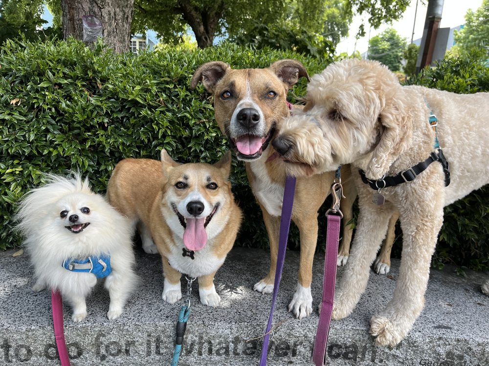 Josie Furry Kids Daycare - pet boarding facility in Durham, NC