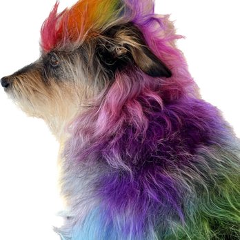 Mimo - University Heights - Charlotte with fun hair color - Pet Groomers Near Me - San Diego, California Mimo - University Heights - Charlotte with fun hair color - Pet Groomers Near Me - San Diego, California