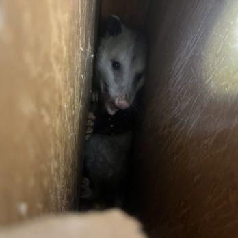 Creature Control - Adult possum in wall - Wildlife Control Near Me
