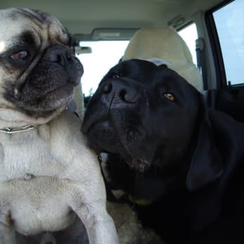 Dog Boarding Sausalito - Pet Training Near Me - Sausalito, California