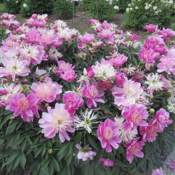 Nichols Arboretum - Parks Near Me - Ann Arbor, Michigan