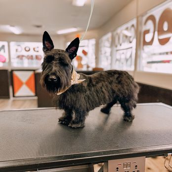 Chasin Suds - Pet Groomers Near Me - Woodland, California