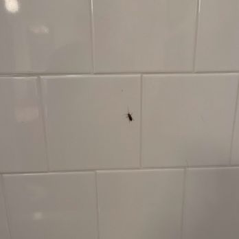 Bradley Park - Roaches in shower - Apartments Near Me - Cumming, Georgia