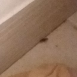 One cockroach...