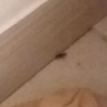 Manitou Cog Hotel - One cockroach... - Hotels Near Me - Manitou Springs, Colorado