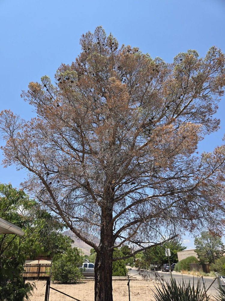 Heal My Tree - tree service in Albuquerque, NM