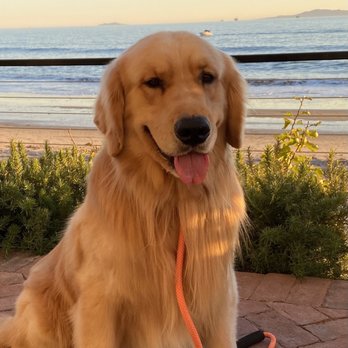 Shadalane Golden Retrievers - One year with Chief in our family. He is the most beloved dog in Santa Barbara - here at Miramar Beach Club. Thank you Shadalane! - Pet Training Near Me - Vista, California Shadalane Golden Retrievers - One year with Chief in our family. He is the most beloved dog in Santa Barbara - here at Miramar Beach Club. Thank you Shadalane! - Pet Training Near Me - Vista, California