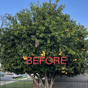 GPL Horticulture - Tree - Tree Services Near Me GPL Horticulture - Tree - Tree Services Near Me
