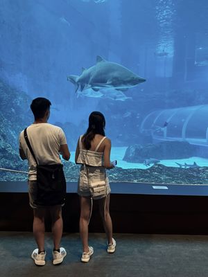 Singapore Oceanarium by null