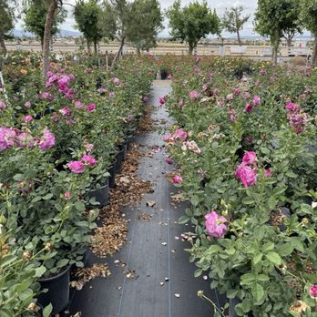 Luna Rose Nursery & Garden - One of the pink roses' aisle - Nurseries & Gardening Near Me - Cherry Valley, California Luna Rose Nursery & Garden - One of the pink roses' aisle - Nurseries & Gardening Near Me - Cherry Valley, California