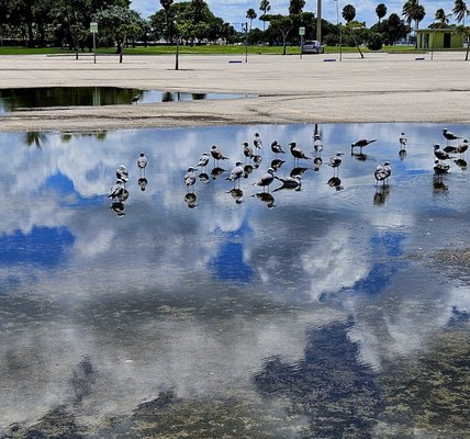 Haulover Park by null