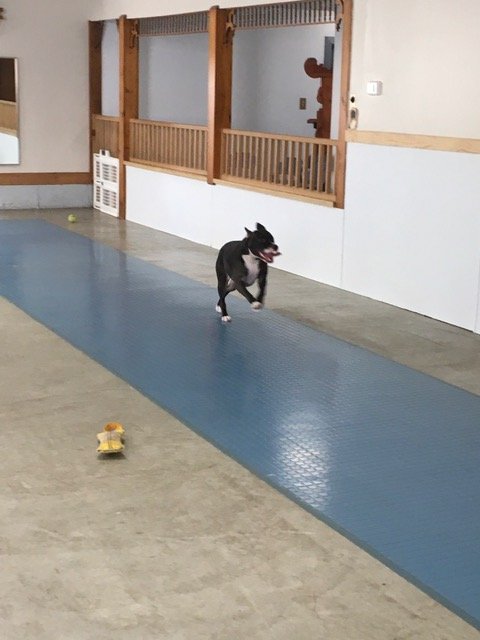 Stargate Kennel - pet boarding facility in Arnold, MO