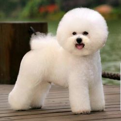 Quality Master Grooming - Bichon frise standard cut
