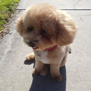 Colonies Pet Grooming - Pet Groomers Near Me - Upland, California Colonies Pet Grooming - Pet Groomers Near Me - Upland, California