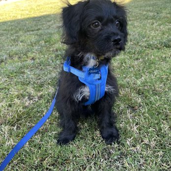 PetSmart - Pet Stores Near Me - Clovis, California PetSmart - Pet Stores Near Me - Clovis, California