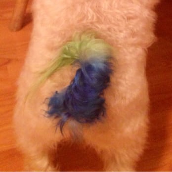 Puppy Bubbles - 12th dog tail - Pet Groomers Near Me - Mercer Island, Washington Puppy Bubbles - 12th dog tail - Pet Groomers Near Me - Mercer Island, Washington